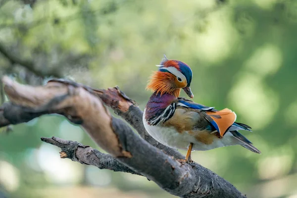 Bir dalüzerinde Mandarin ördeği
