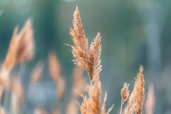 Rüzgarda kurumuş çimenler