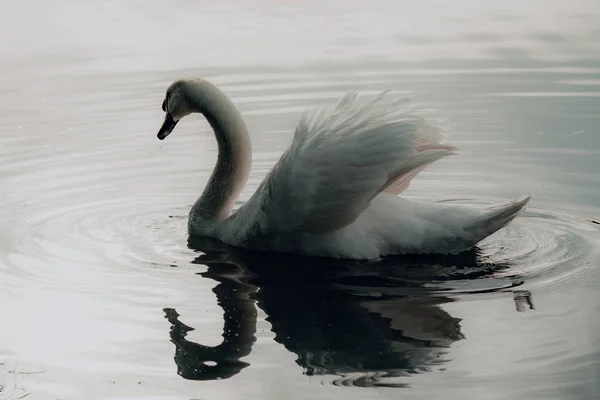 Weißer Schwan Auf Dem See — Stockfoto