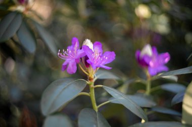 keyifli bir arka plan üzerinde mor çiçek
