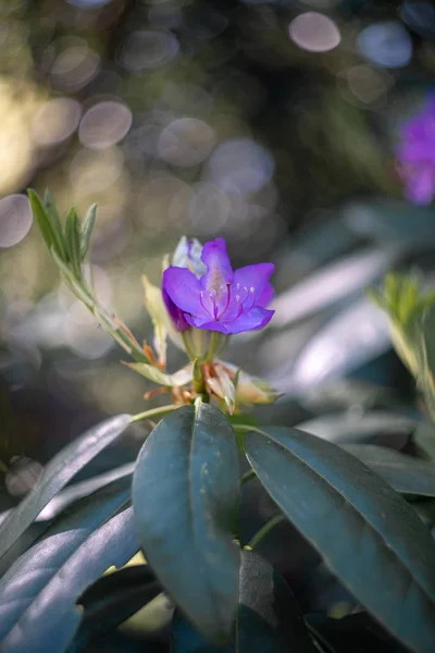 Фиолетовый Цветок Восхитительном Фоне — стоковое фото