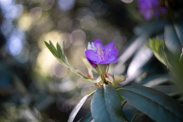 Lila Blume Auf Einem Reizvollen Hintergrund — Stockfoto