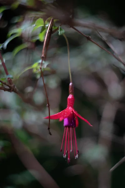 Ungewöhnliche Rote Blume Auf Einem Zweig — Stockfoto