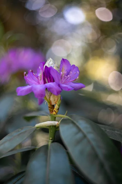 Fialová Květinka Rozkošné Pozadí — Stock fotografie