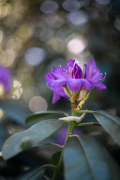 Flor Púrpura Sobre Fondo Encantador — Foto de Stock