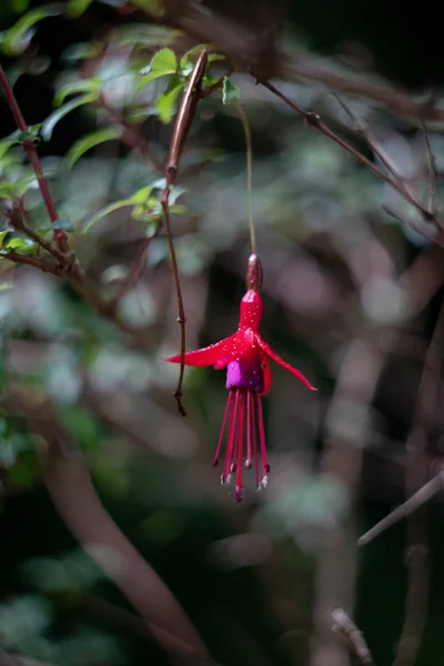 Fleur Rouge Inhabituelle Sur Une Branche — Photo