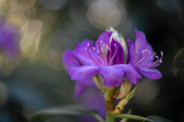 Фиолетовый Цветок Восхитительном Фоне — стоковое фото