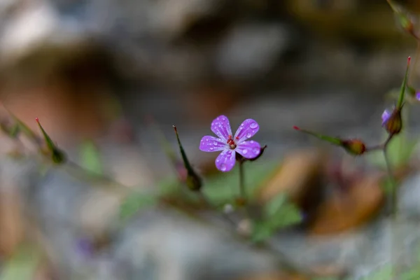 Fleur Pourpre Sur Fond Délicieux — Photo