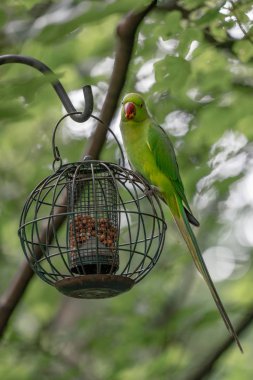 bahçede besleyici yeşil papağan