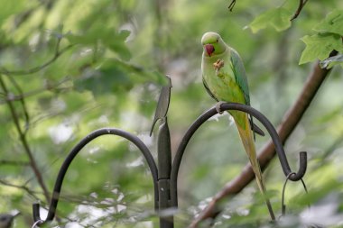 bahçede besleyici yeşil papağan