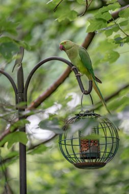 bahçede besleyici yeşil papağan