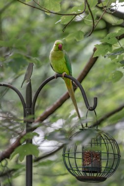 bahçede besleyici yeşil papağan