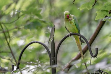 bahçede besleyici yeşil papağan