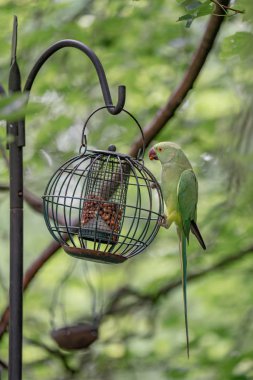 bahçede besleyici yeşil papağan