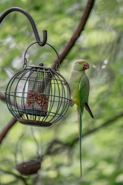 bahçede besleyici yeşil papağan