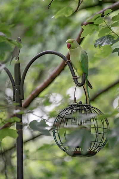 Green Parrot Feeder Garden — Stock Photo, Image
