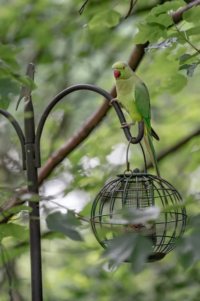 Green Parrot Feeder Garden — Stock Photo, Image