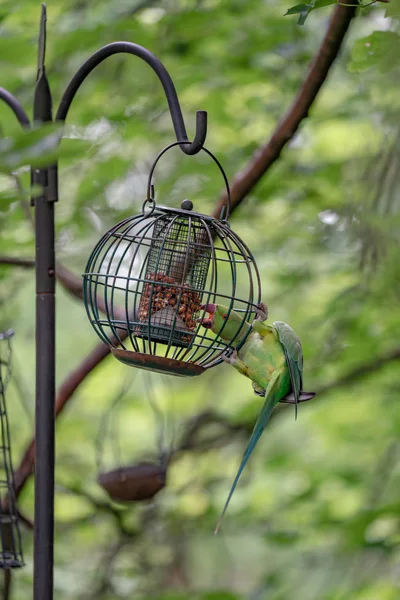 Loro Verde Alimentador Jardín — Foto de Stock