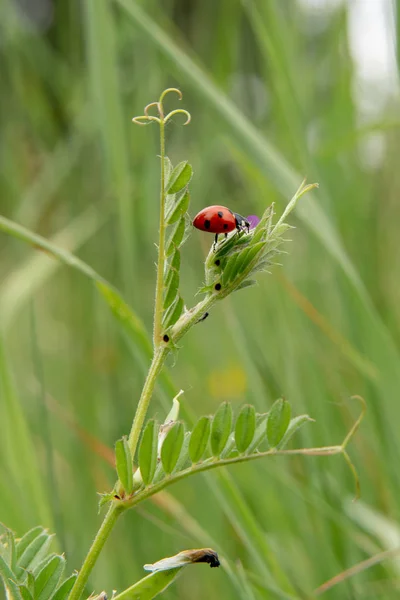 Ladybug Зеленой Траве Лесу — стоковое фото