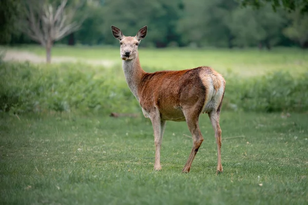 Damwild Wald — Stockfoto