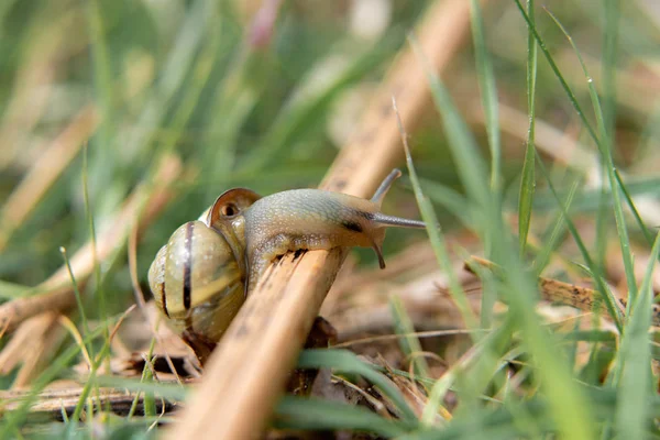 Caracol Sobre Una Hoja Verde Bosque —  Fotos de Stock