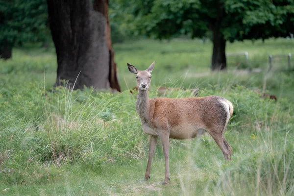 Daims Dans Forêt — Photo