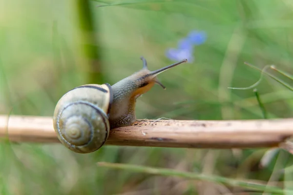 Slak Een Groen Blad Het Bos — Stockfoto