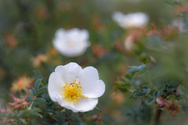 bir köpek gül üzerinde arı