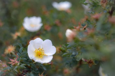 bir köpek gül üzerinde arı