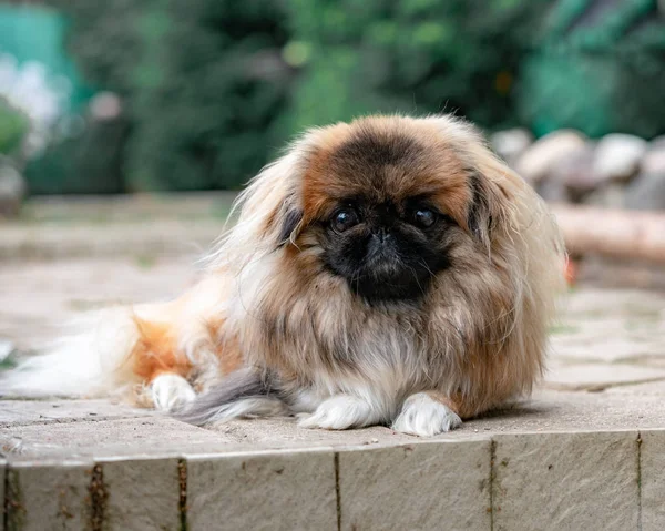 Portrét Pekingese Zahradě — Stock fotografie