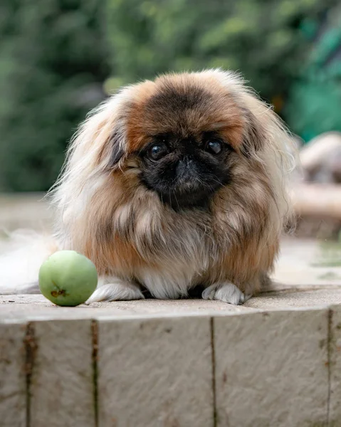 Porträt Der Pekinese Garten — Stockfoto