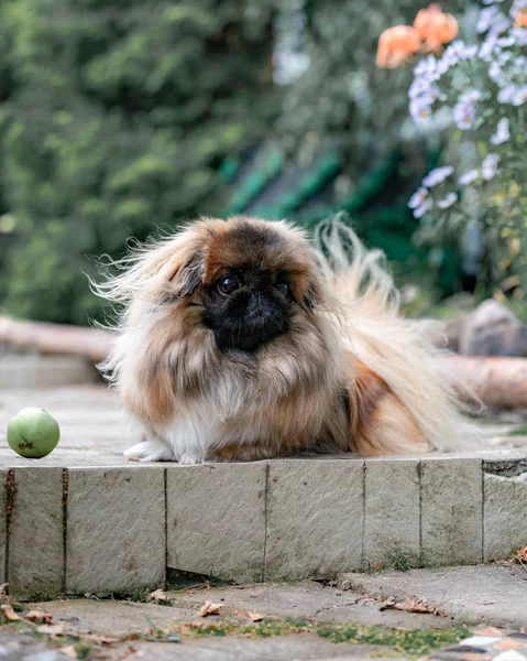 Porträt Der Pekinese Garten — Stockfoto