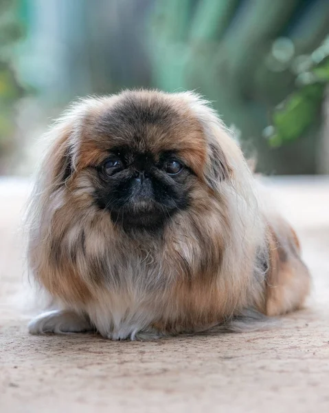 Porträt Der Pekinese Garten — Stockfoto