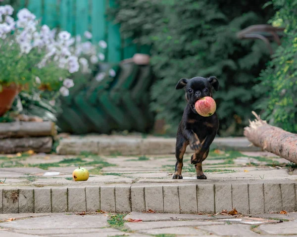 Petit Brabancon Die Garten Stockfoto