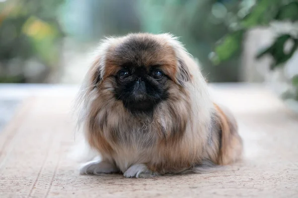 Porträt Der Pekinese Garten Stockbild