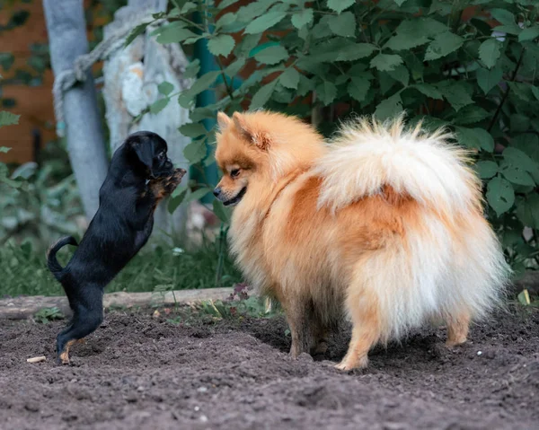 Pomeranian Och Petit Brabancon Trädgården — Stockfoto