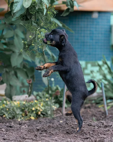 Petit Brabancon Die Garten — Stockfoto