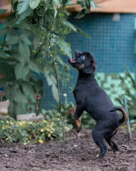 Petit Brabancon Die Garten — Stockfoto