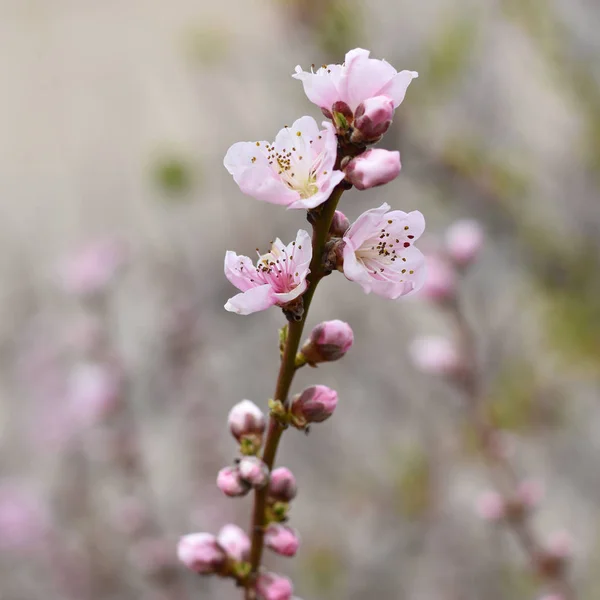 ぼやけた背景に隔離されたピンクの花 — ストック写真