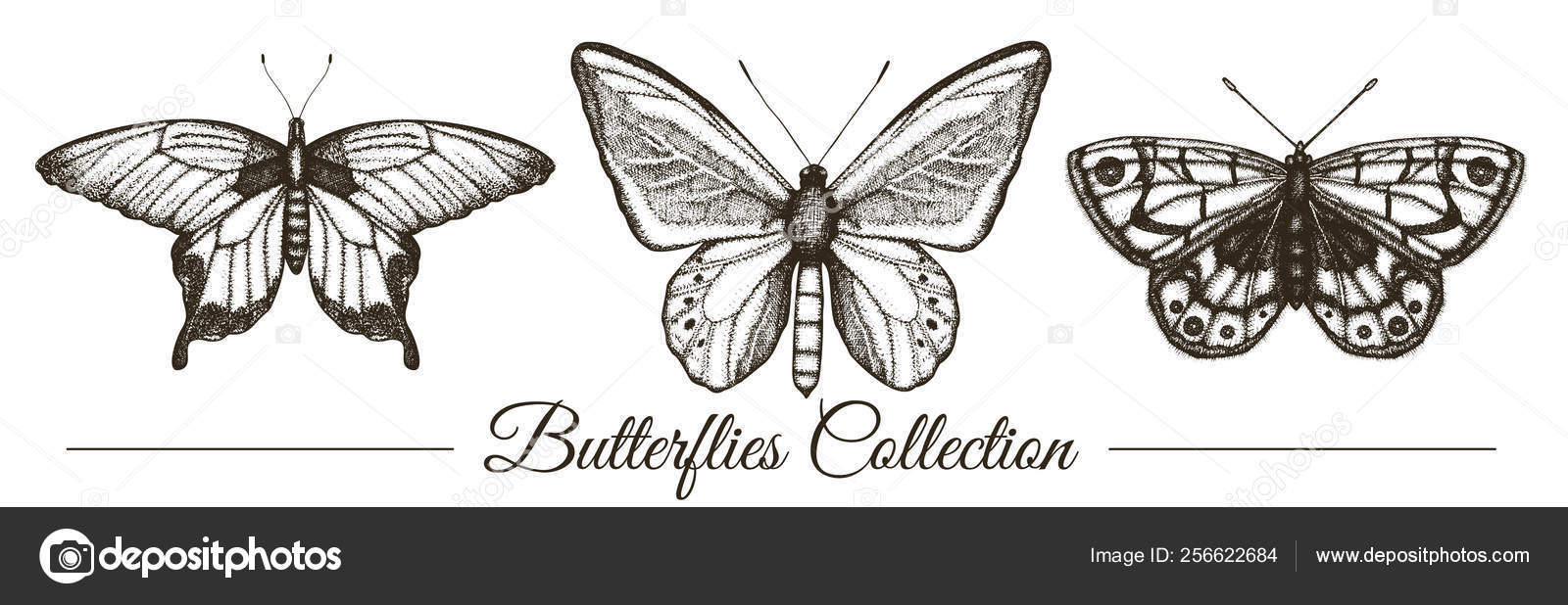 Vector Set Hand Drawn Black White Butterflies Engraving Retro