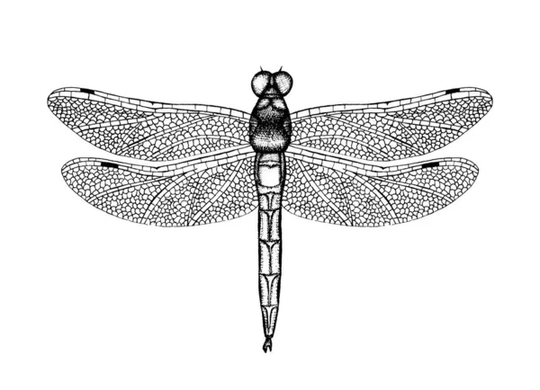 Black and white vector illustration of a dragonfly — Stock Vector