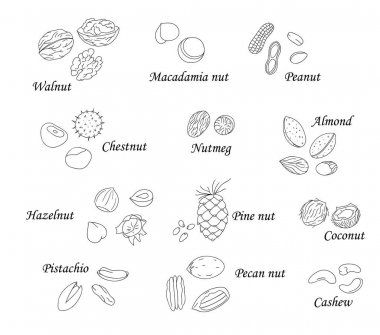 Vektör siyah ve beyaz fındık kümesi. Toplama izole monokrom ela fındık, ceviz, fıstık, fıstık, badem, hindistan cevizi, pekan, çam fıstığı, macadamia, kaju. Karikatür veya karalama stilinde gıda illüstrasyon beyaz izole