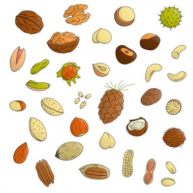 Renkli somunvektör kümesi. Izole parlak ela fıstığı, ceviz, antep fıstığı, badem, hindistan cevizi, pekan, fıstık, çam fıstığı, macadamia, kaju koleksiyonu. Karikatür veya karalama stilinde gıda illüstrasyon beyaz izole