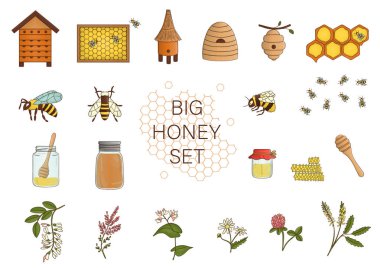 Vektör renkli bal, arı, arı, arı kovanı, arı, apia