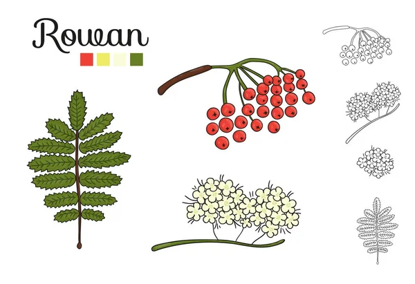 Ensemble vectoriel d'éléments d'arbres de rowan isolés sur fond blanc . — Image vectorielle