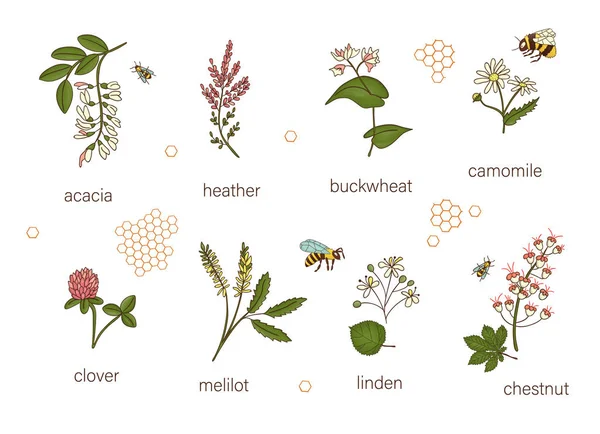 Vektor meg a színes vadvirágok. Illusztráció méz virág — Stock Vector
