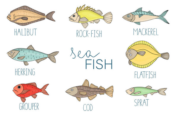 Vector colored set of fish. Collection of with halibut, rock-fis