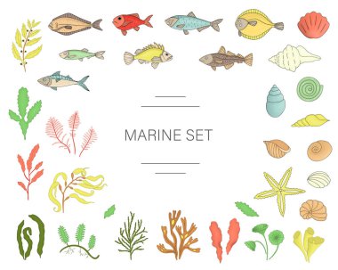 Vektör renkli balık seti, deniz kabukları, deniz yosunları