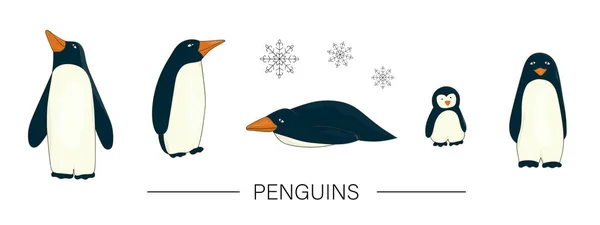 Conjunto colorido vetorial de pinguins estilo desenho animado bonito — Vetor de Stock