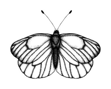 Bir kelebeğin siyah beyaz vektör illüstrasyonu. Elle çizilmiş i